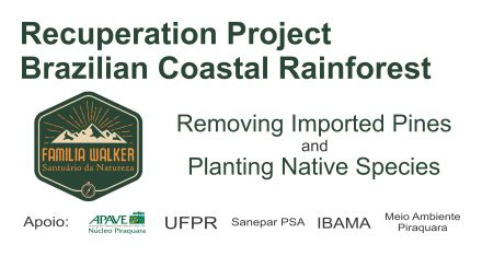 Rain Forest Recuperation  Project In Brazilia's Southern Atlantic Coastal Rainforest.