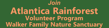 Join Atlantic Rainforest Volunteer Program at Walker Famioy Nature Sanctuary in Southern Brazil's Atlantic Coast Cloud  Forest