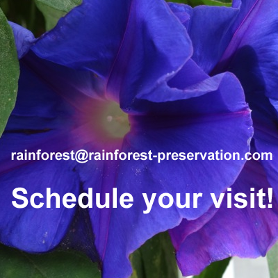 Schedule Your Visit by email or by Renting one of our Rainforest Bungalows!