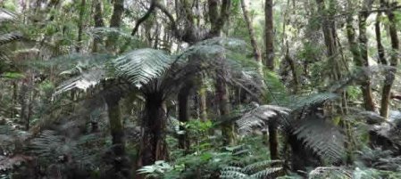 Cloud Forest Pre-historicTree Ferns